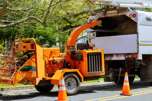 The Steps Involved in Our Tree Care Process in Cave City, AR